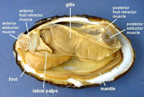 Clam Dissection - JKL Bahweting Middle School