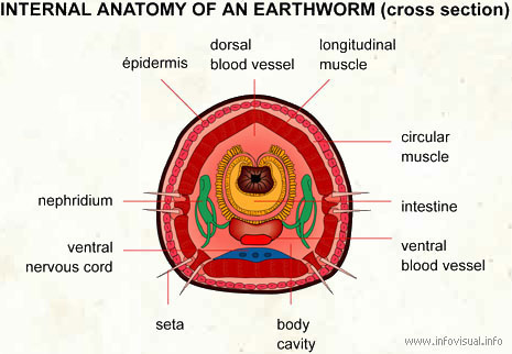 earthworm dissection diagram. of internal anatomy