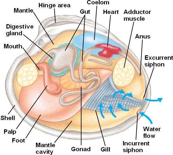 clam body parts