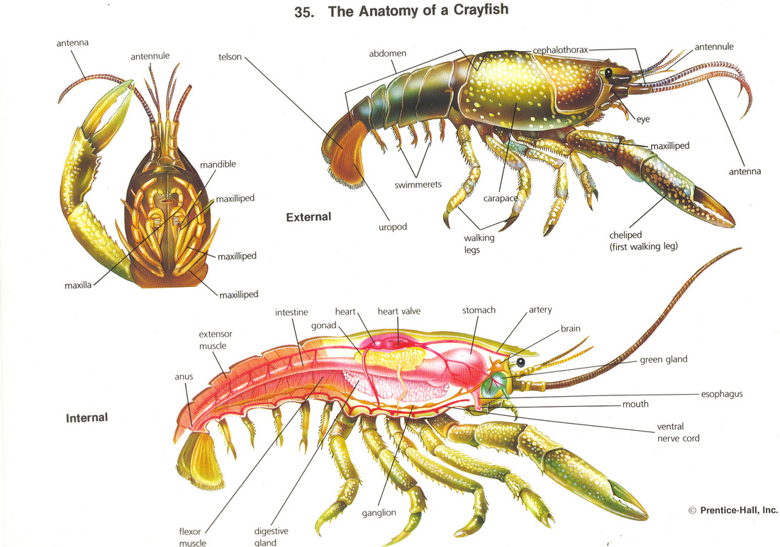 Crayfish Dissection JKL Bahweting Middle School