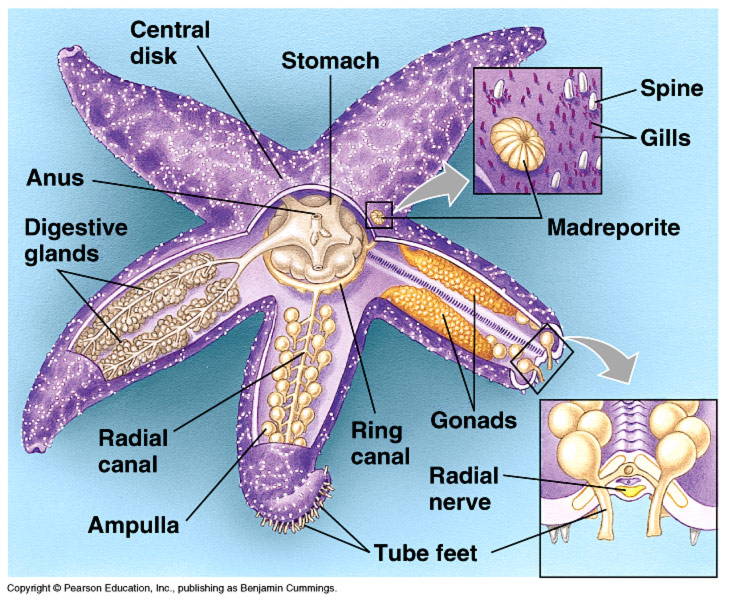 Starfish Anatomy - Anatomy Diagram Book